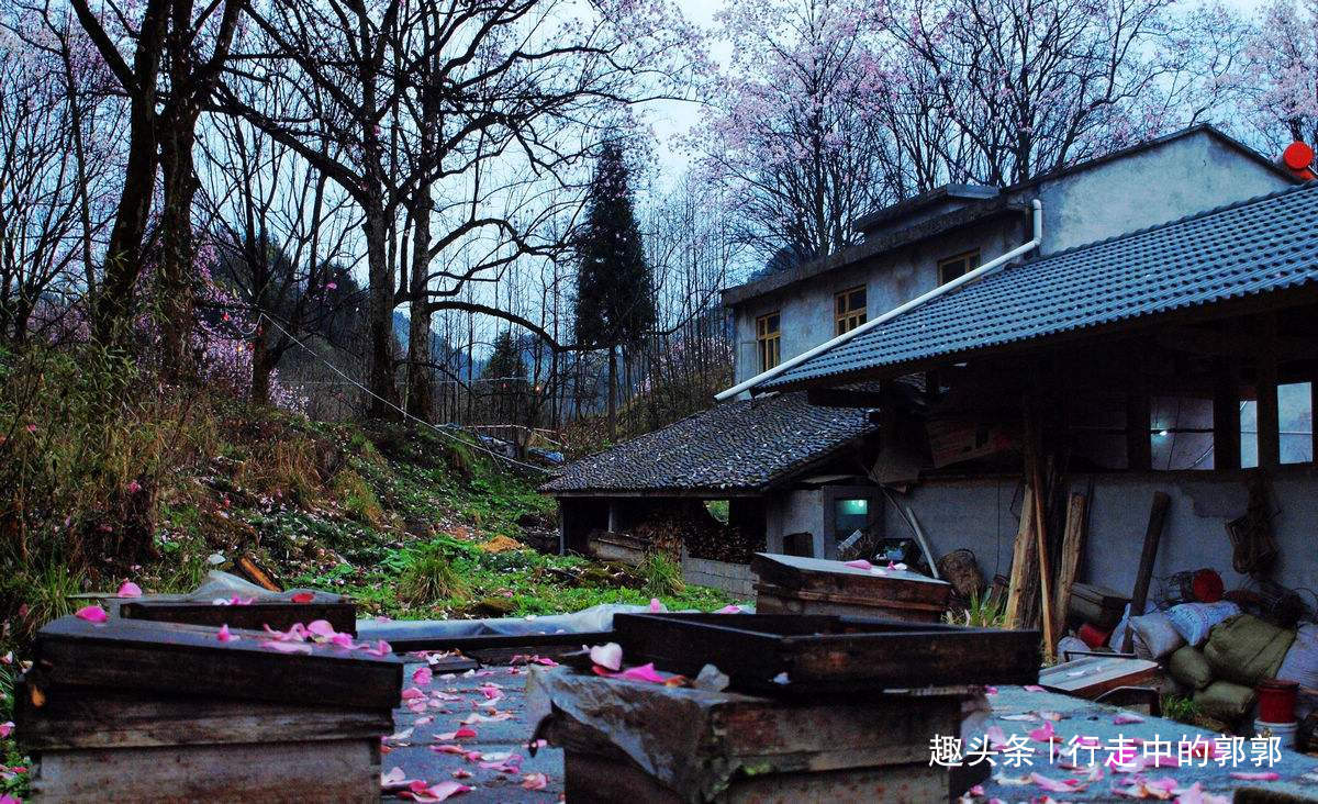 李子柒披风骑马寻辛夷,非家乡取景?看完这两个地方你就知道了