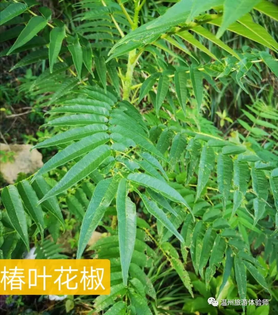 在王山头开山废墟沙砾地里王老师说这里有洞头罕见的柽柳
