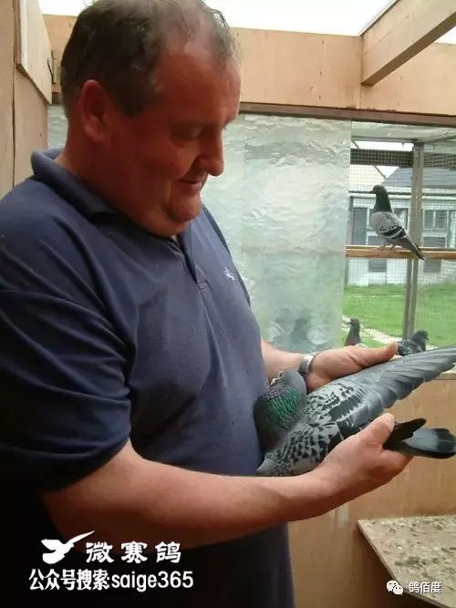 迪克·凡戴克鸽舍现任第一种雄——b05-6045015"迪卡皮欧"本身荣获