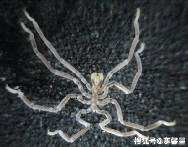 它用4 5亿年时间证明 只要成为一个废物 就没人能利用自己 蜘蛛