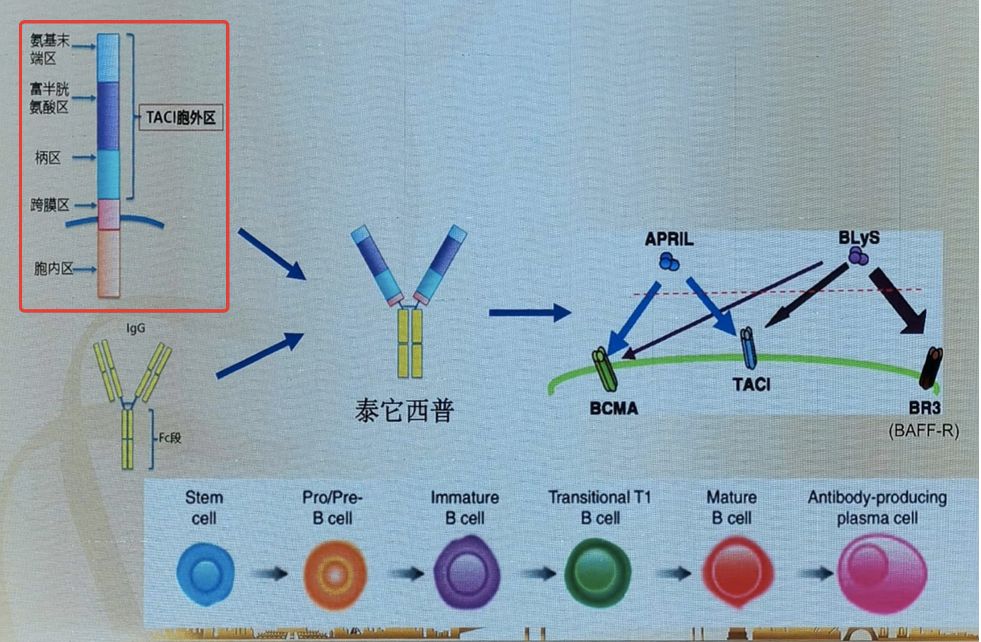 firstinclass潜力创新药泰它西普红斑狼疮临床数据首发