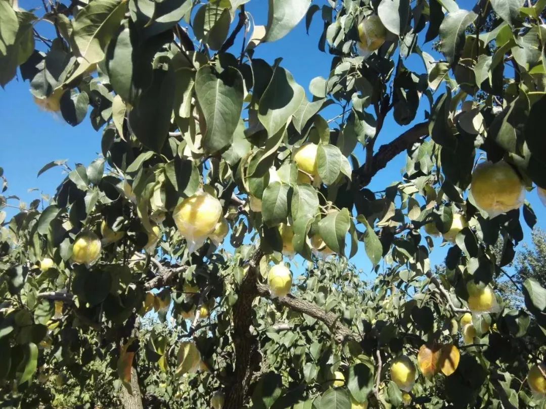惦记了一年廊坊这家百年梨园终于能采摘了