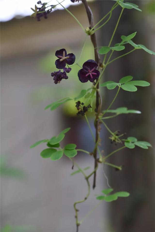 花朵远大于其上的雄花,颜色为深紫色,初为镊合状,花开后向外反折;雄花