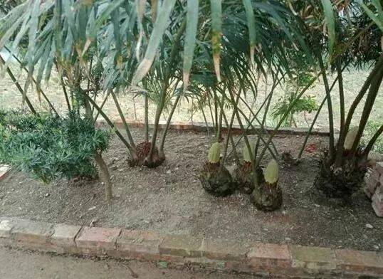 德保苏铁属于极危物种幸运的是富宁有好好保护起来