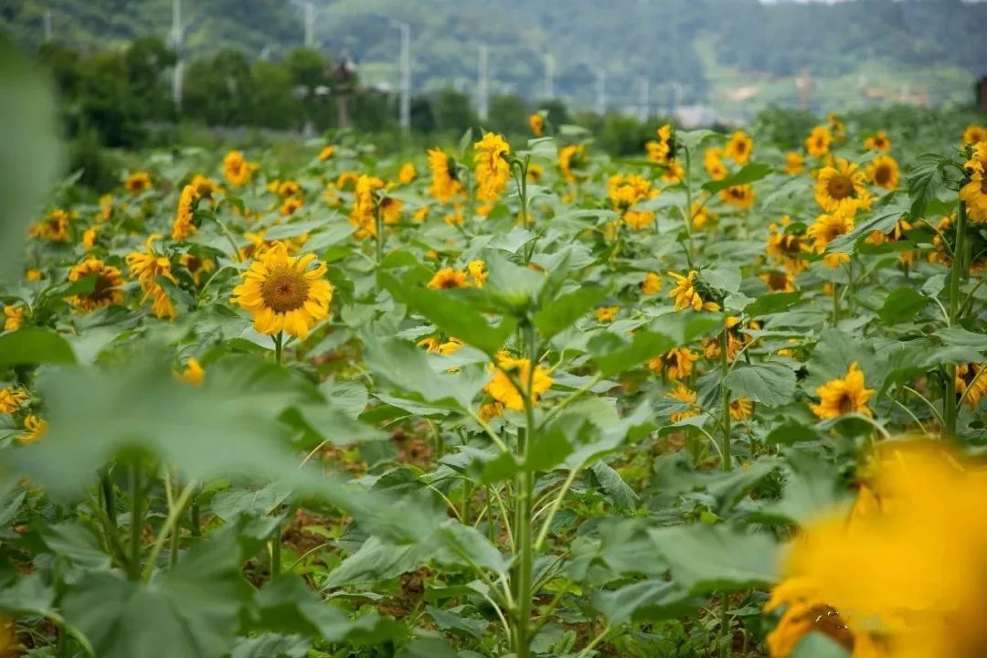 攻坚的战场中,200余亩沙滩,1000余亩荒地被当地政府整治为农业良田