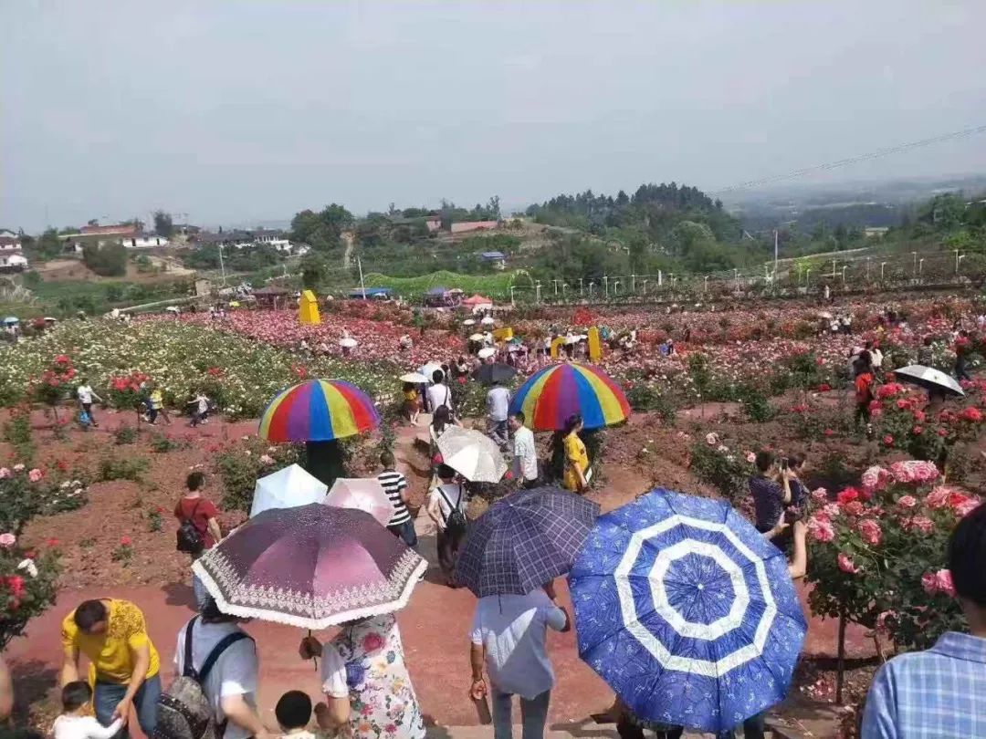 自贡中国玫瑰海第四届玫瑰花海盛大开启101门票免费送免费送