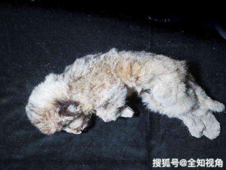 原创迄今唯一保存完好的两只洞狮科学家复活洞狮比猛犸象容易