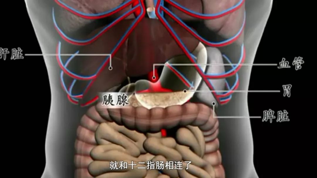 胰腺点准确位置示意图图片