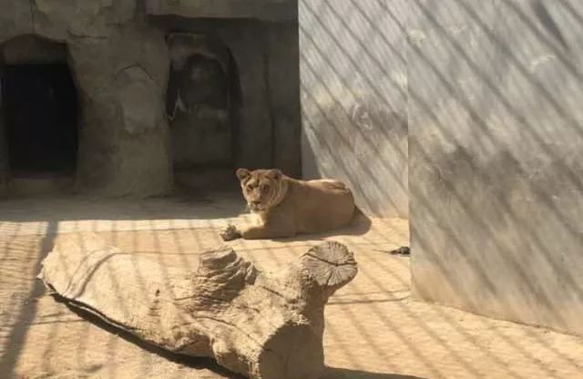 銀川中山公園獅子老虎被噪音干擾致不孕不育_動物園