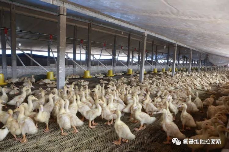 肉鸭饲养管理之:采食篇