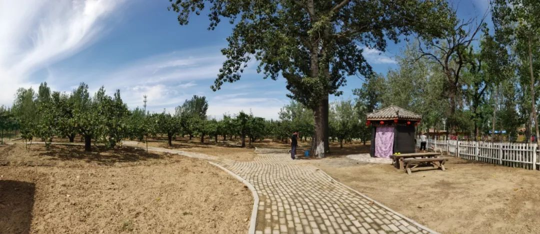 惦记了一年廊坊这家百年梨园终于能采摘了