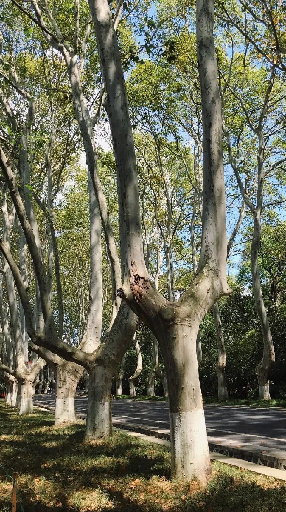 在南京,最最有名的行道树就是这种"法国梧桐".