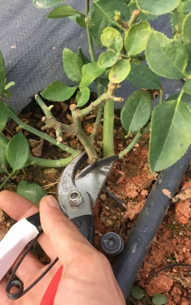 秋天养护正当时,修剪月季长寿花,促进花芽分化,长的旺盛开花多