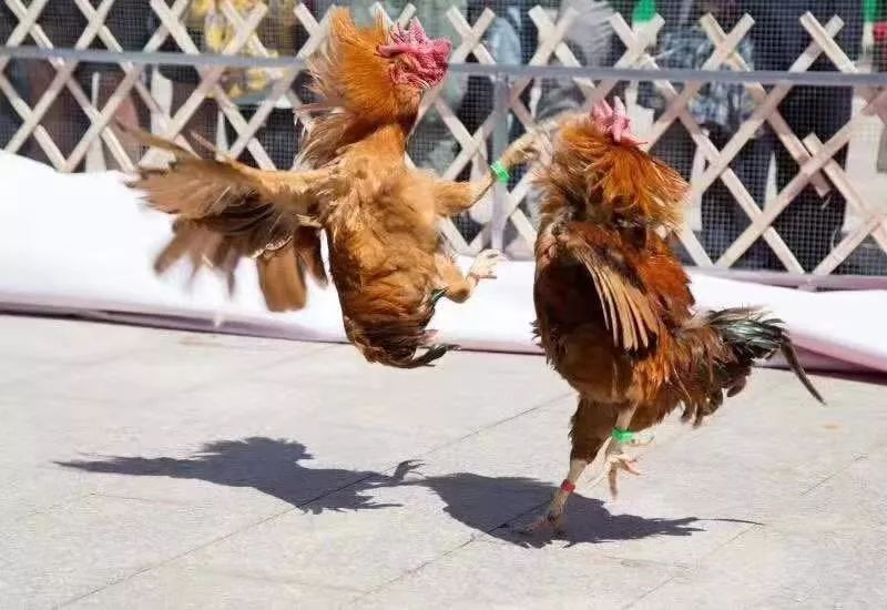 武东镇参加农民丰收节大丰收斩获果王斗鸡赛第一名多项荣誉