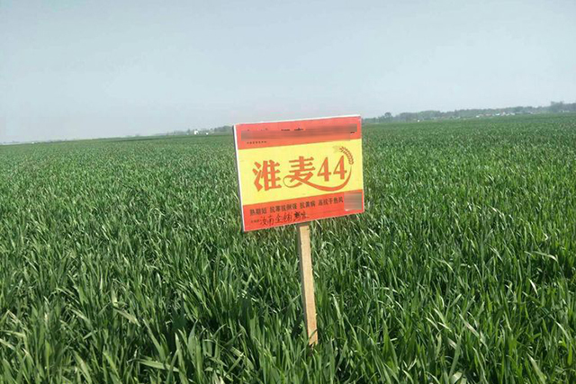 淮麦44是一种半冬性的中熟小麦品种,它的成熟期比相对比的品种淮麦20