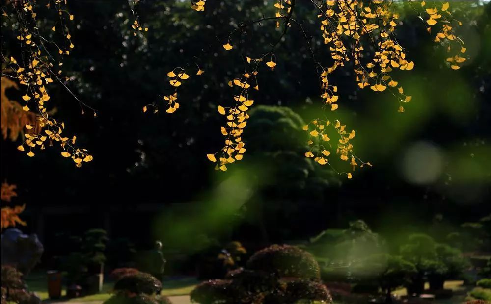 暑退九霄浄秋澄万景清24节气影像赏析秋分篇