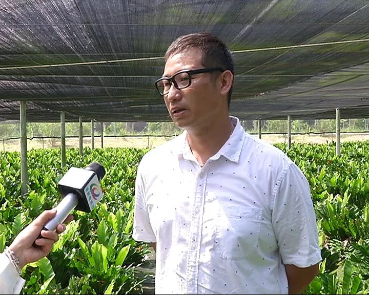 清新三家公司入选粤港澳大湾区菜篮子生产基地点解咁犀利