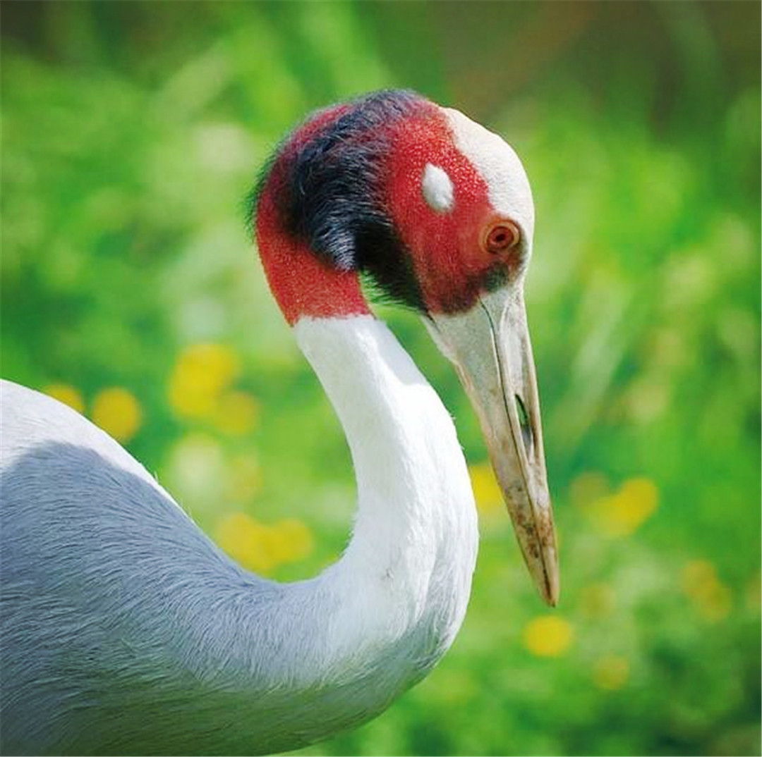 赤颈鹤十分讲究,吃一半荤腥,还吃一半素食,讲究荤素搭配,营养均衡