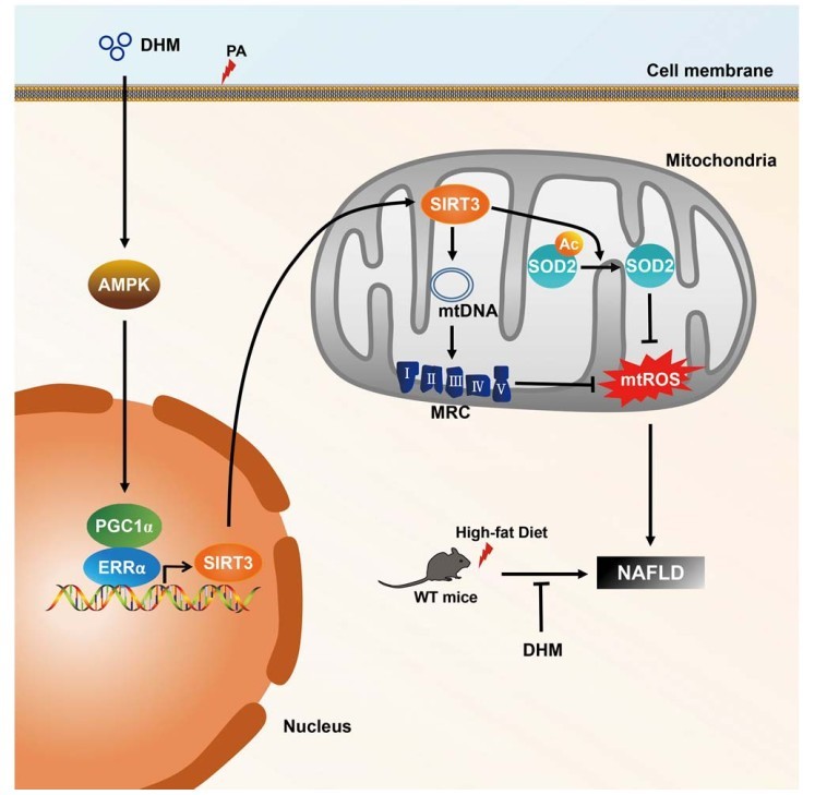 dhm介导的通过nafld中的sirt3信号传导途径调节线粒体功能的示意图