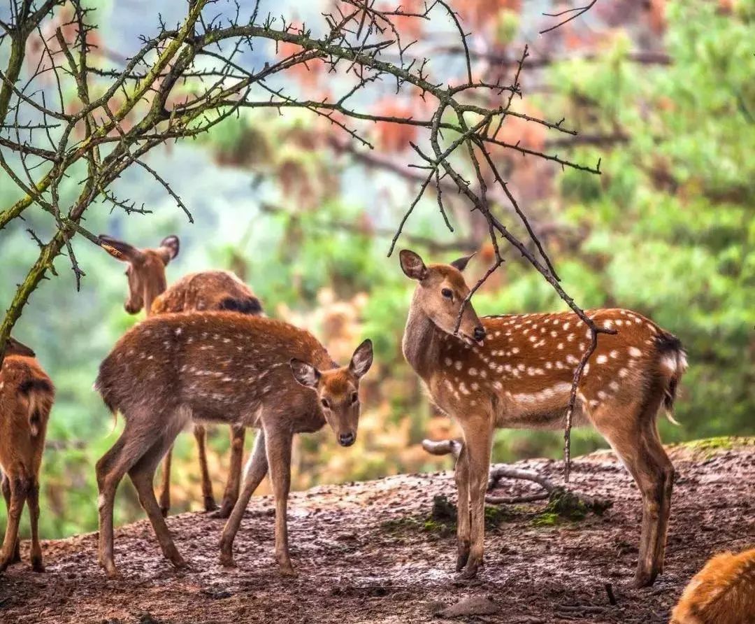 【潮玩】畅玩云南野生动物园,领略不一样的"动物王国"_长颈鹿