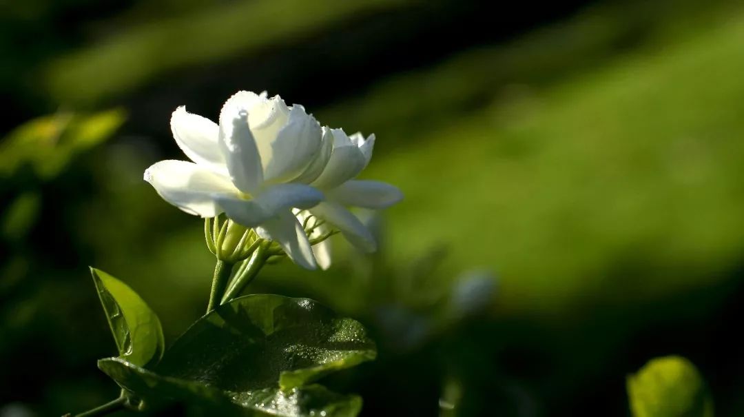 云天社巴西分社茉莉文龚小猪