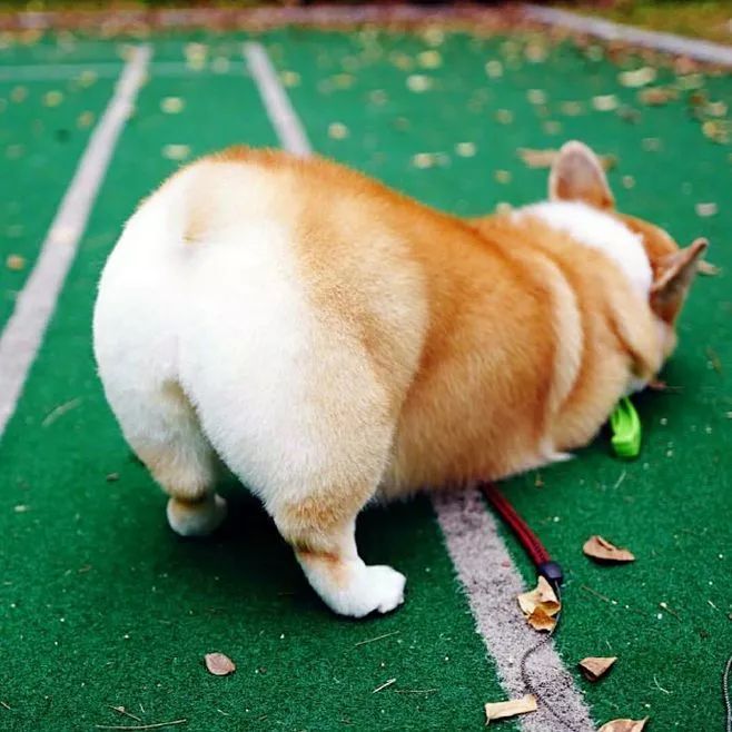 柯基连屁股都是爱你的形状