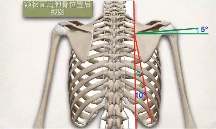 求实瑜伽丨你知道为什么含胸驼背要练背吗哪些瑜伽体式可以练习到背部