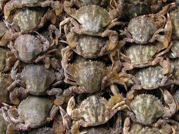 别争了石夹红和花盖都是日本蟳