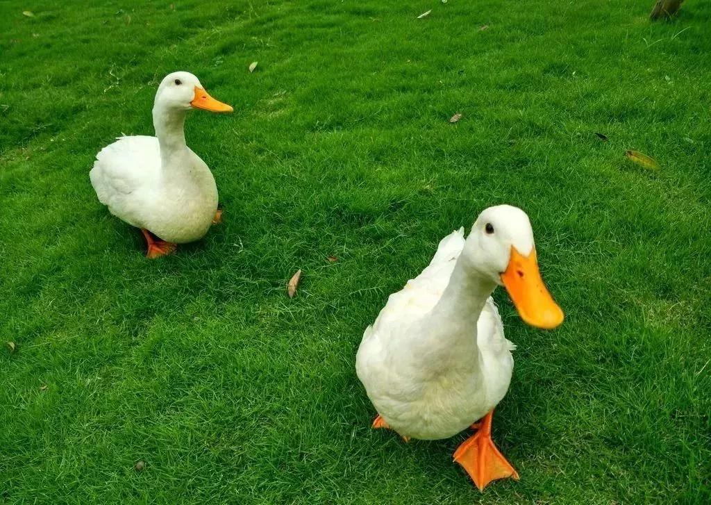 优雅妖娆的脖颈,丰腴柔软的胸脯,爷爷奶奶家养过几只大白鸭,忧郁小儿