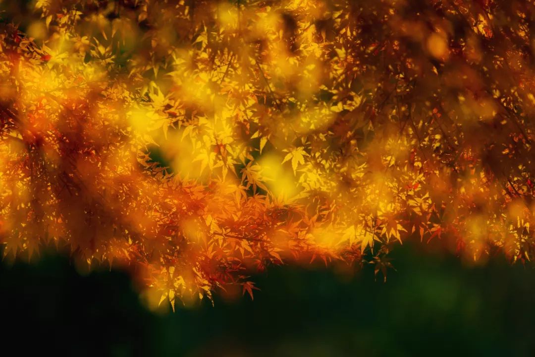 暑退九霄浄秋澄万景清24节气影像赏析秋分篇