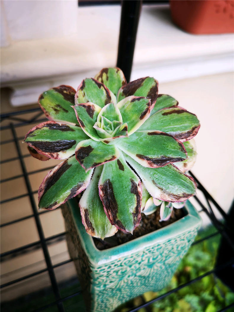多肉长黑斑!了解原因对症下药,长势圆胖