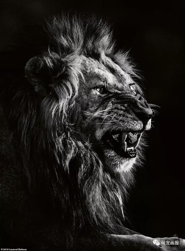 巴荷斯称,这本名为《狮子》的摄影集献给动物之王——狮子,摄影集封面