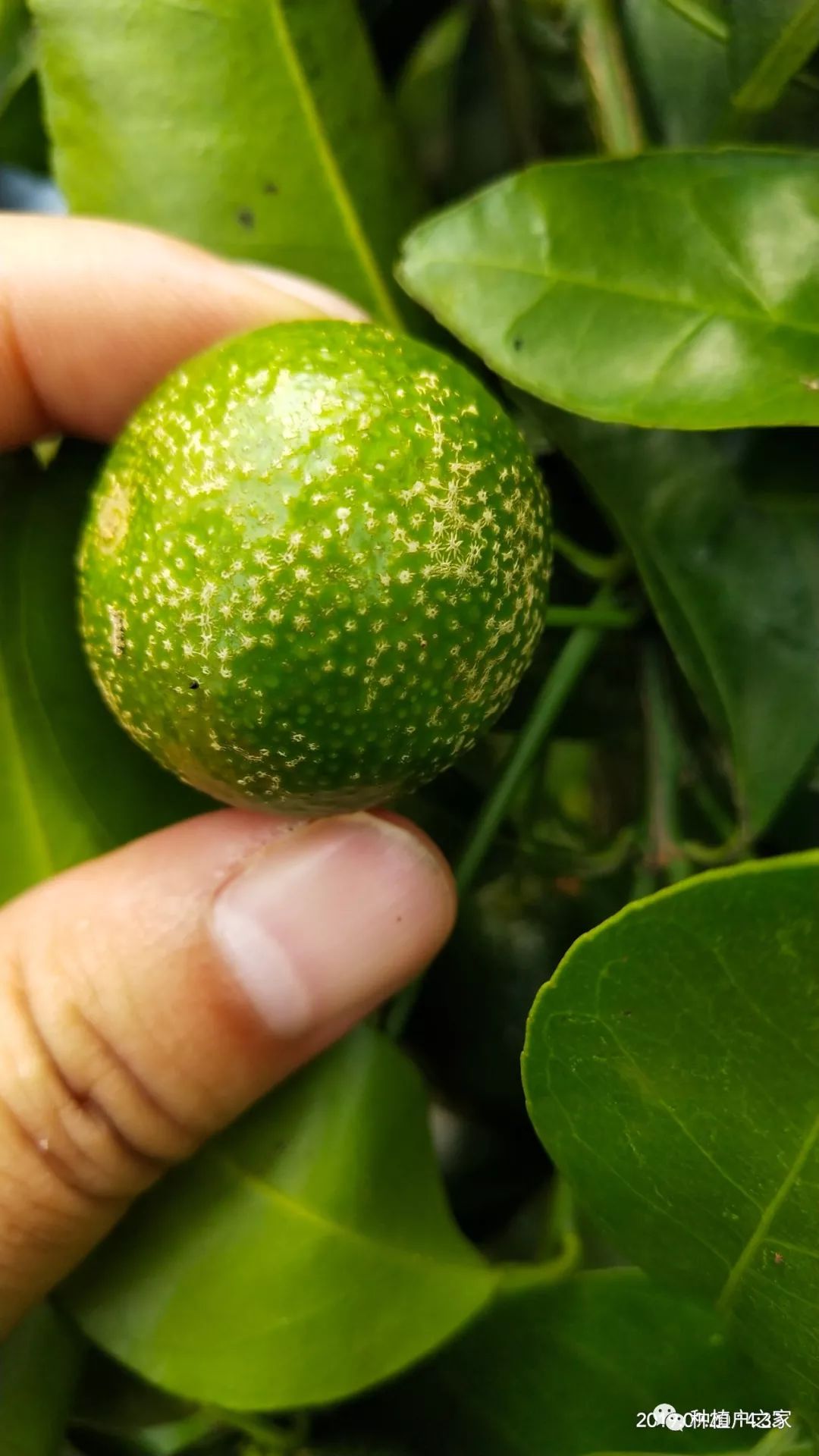 柑橘砂皮病表现症状及防治方法