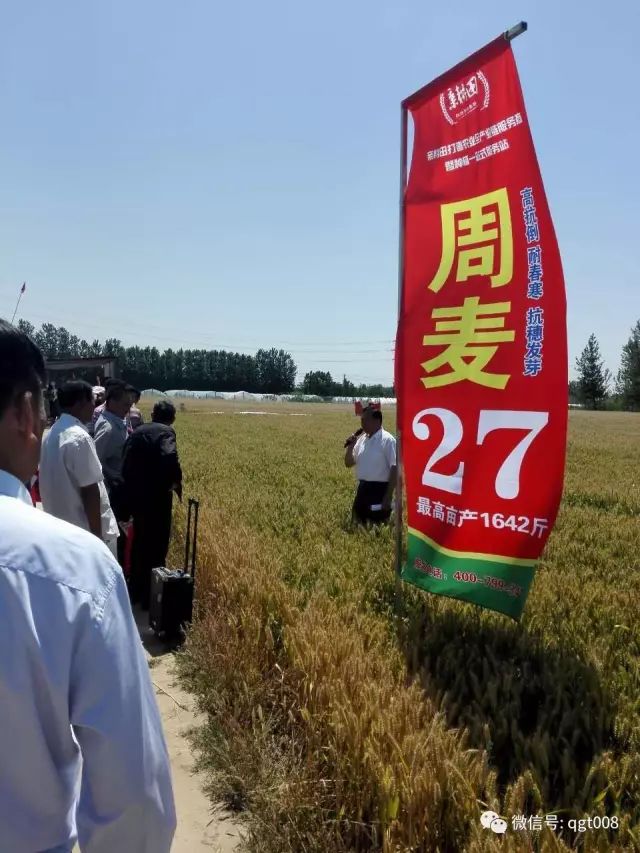 亲耕田优质高产麦种推荐周麦27