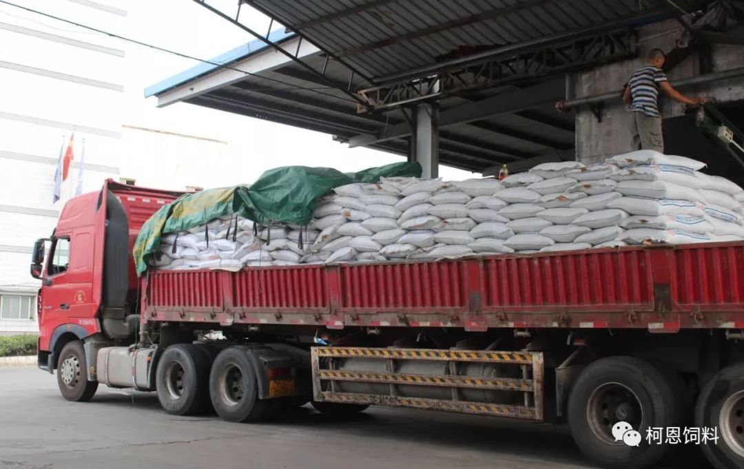 柯恩现场目击给力装有30多吨鸭料的平板大货车就这样直发市场了