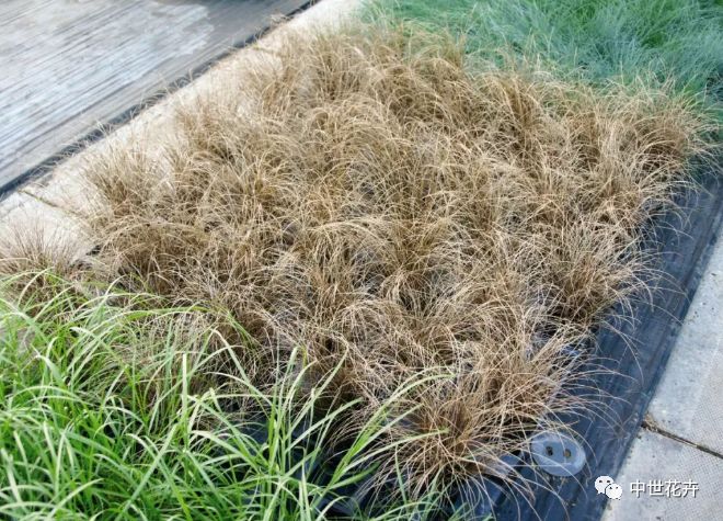 中世花卉好物精选丨苔草草竟然也能美成这样