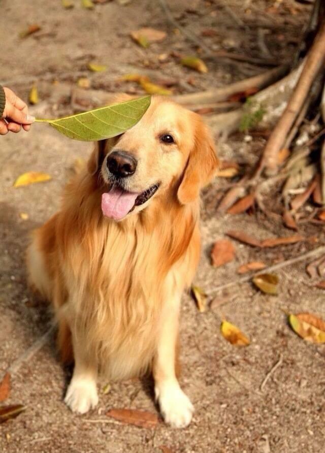 家有小孩的你，不知道養什麼狗狗？這6種狗狗肯定有你想要的 寵物 第3張