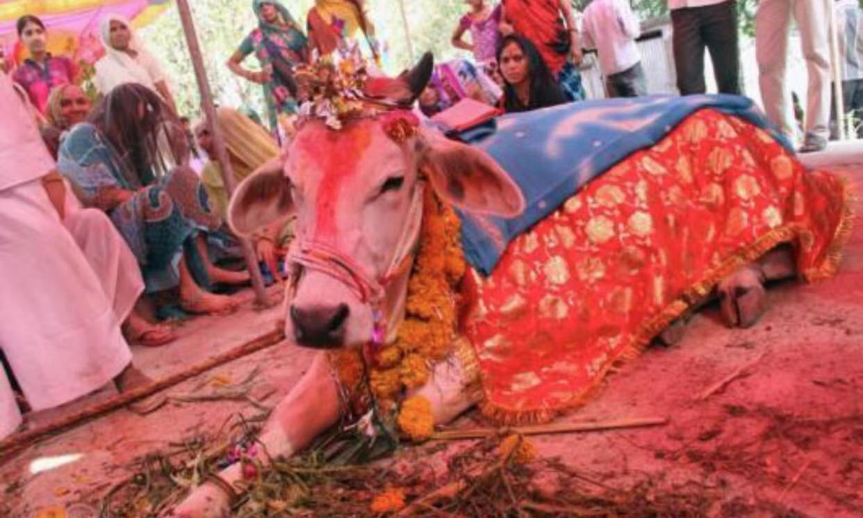 奇葩的印度男子与母牛结婚受多人祝福也祝他俩早生贵子