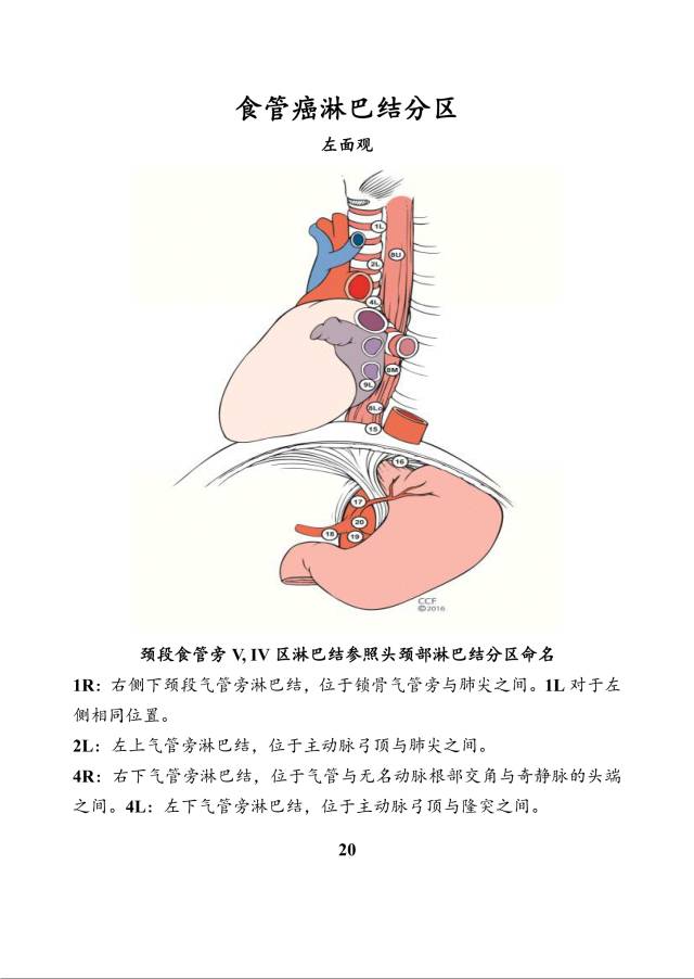 新版肺癌食管癌分期小冊再次推送