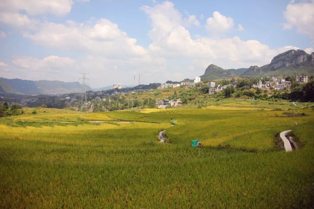 底下稻谷已开始泛黄在大方县小屯乡的梯田里染黄了乌蒙大地带着丰收