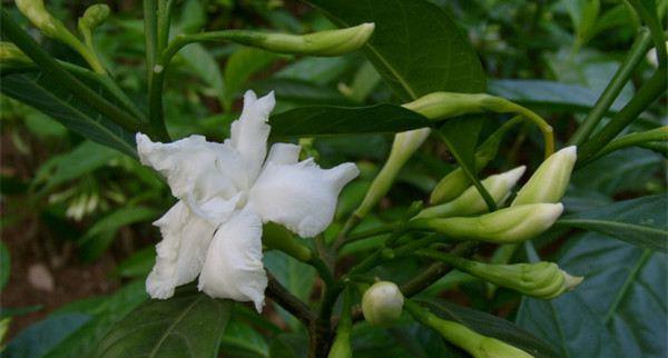 狗牙花的主要价值狗牙花有毒吗