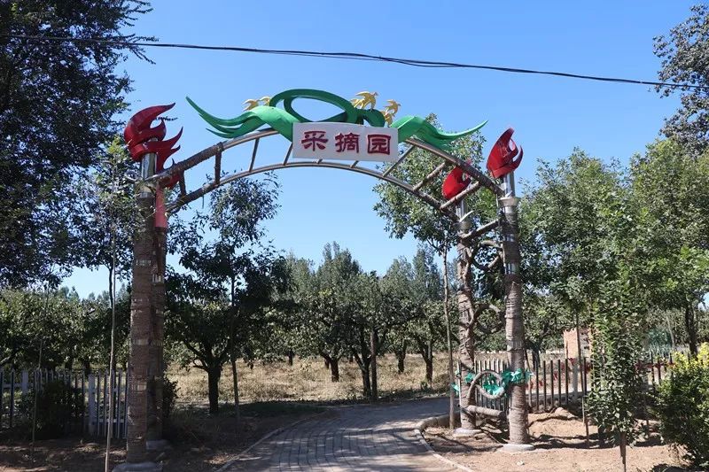 惦记了一年廊坊这家百年梨园终于能采摘了