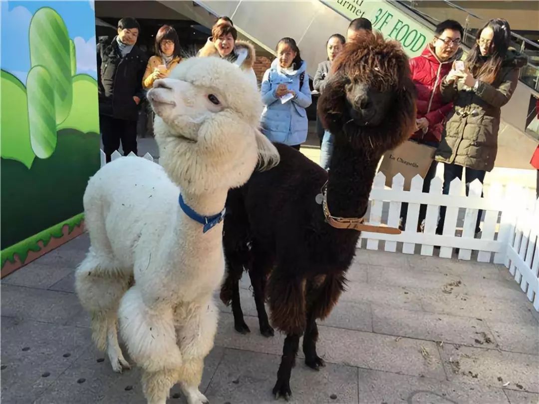 大源印象新天地十一萌宠展来啦免费围观各路宠物明星