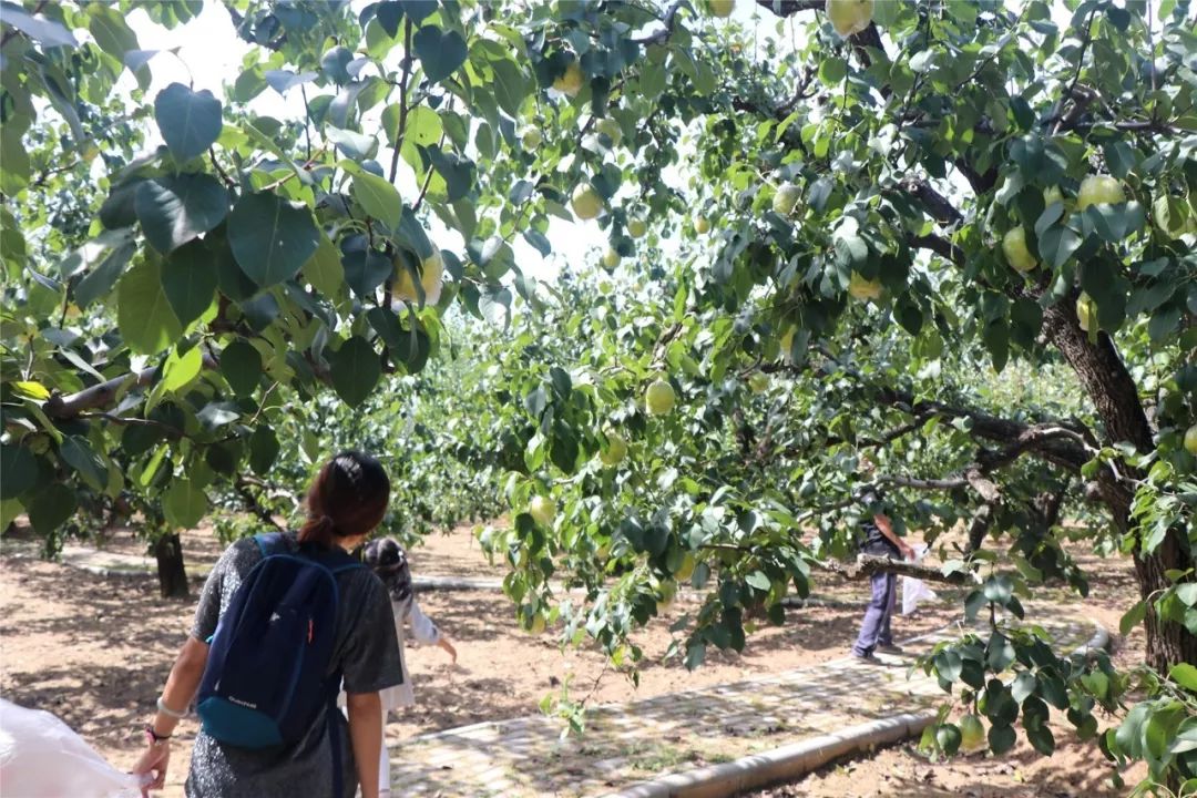 惦记了一年廊坊这家百年梨园终于能采摘了