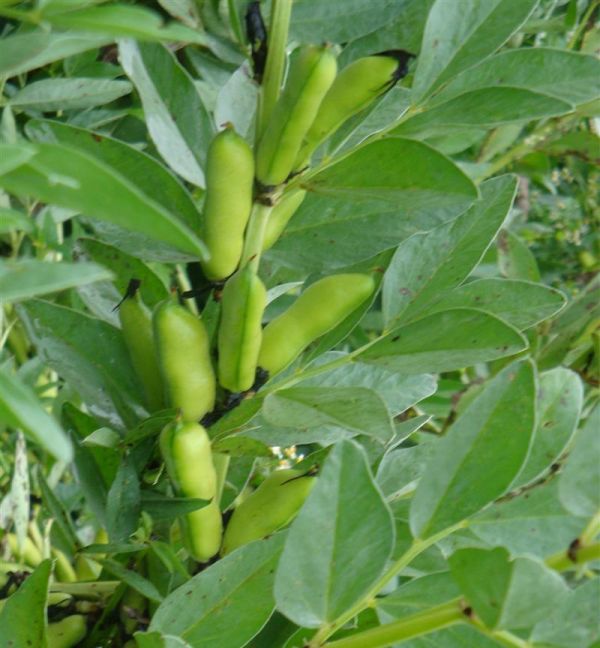 颍泉文艺华涛散文青春的记忆