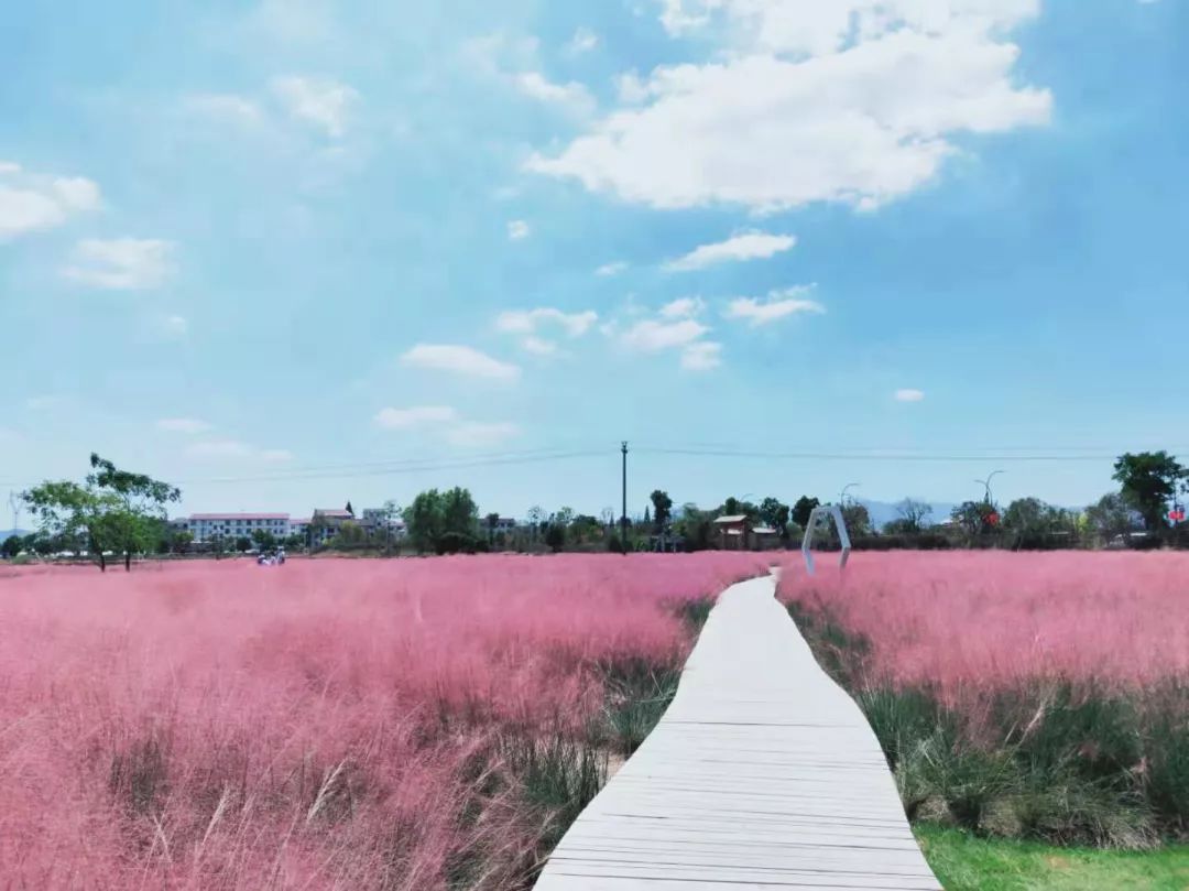 义乌佛堂花海图片