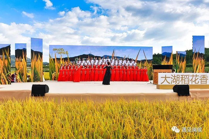 万人齐聚割水稻品美食网红打卡闽侯大湖丰收节强势来袭