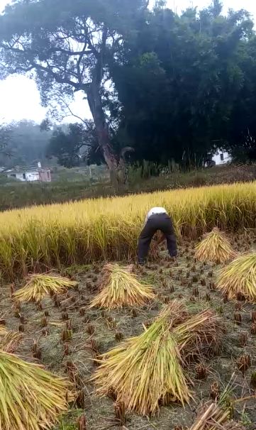 割禾人的身,头发就都湿了,早上露水重,把那一把一把禾码堆在田里,整齐