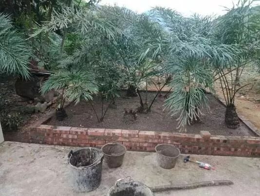 德保苏铁属于极危物种幸运的是富宁有好好保护起来