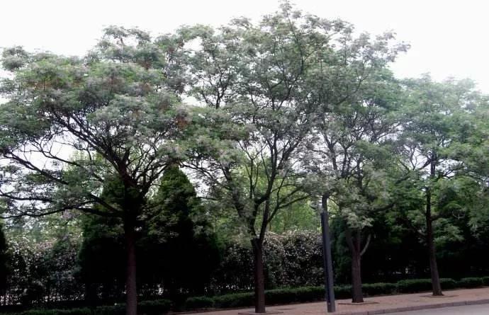 圆冠阔叶大乔木,竖形灌木_大山谷图库